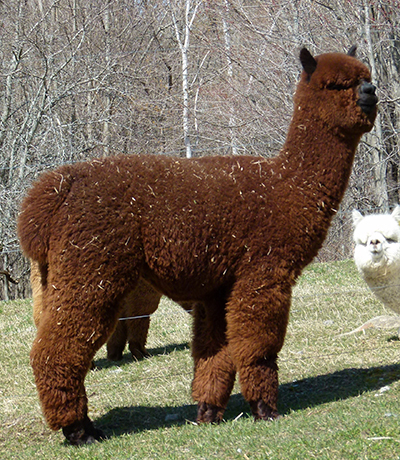 CCNF Reign Dancer Now Co-Owned with Clover Bottom Alpaca Ranch! – Cas ...